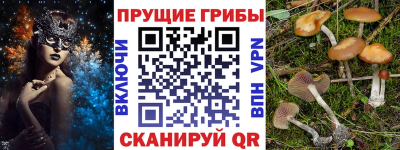 Псилоцибиновые грибы Cubensis  Дмитров 